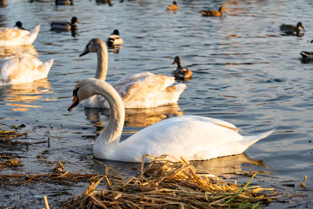 Two swans glide amid a group of ducks on a serene lake during sunset. The water reflects golden hues, creating a calm and peaceful atmosphere in nature.の写真素材