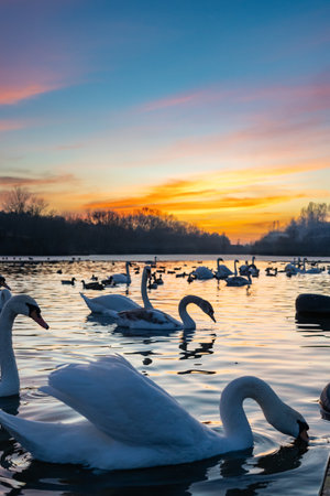 Swans and various waterfowl populate a tranquil lake during sunset. Vibrant colors paint the sky as the sun dips below the horizon, creating a peaceful atmosphere.の写真素材