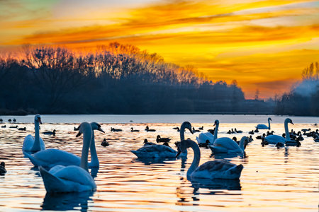 A group of elegant swans swims gracefully among ducks on a serene lake at sunset. The sky is painted with vibrant hues of orange and purple, reflecting on the water's surface.の写真素材