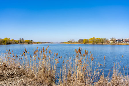 Calm river views with golden reeds under a clear blue sky