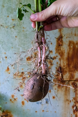 Woman holding potato root with old potatoes.の写真素材