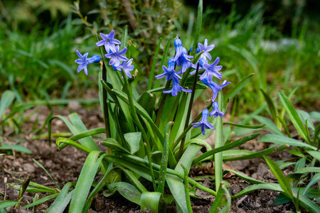 A cluster of vibrant blue flowers blossoms among lush green grass. The cheerful display captures the...