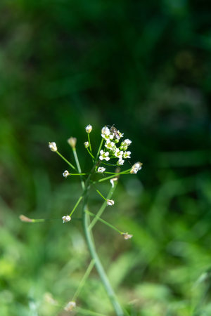 A small insect is seen visiting the delicate white flowers of a flowering plant. The scene is set in...