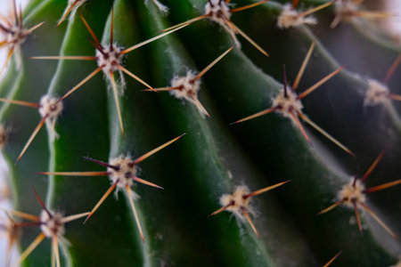 A detailed view of a cactus highlighting its sharp spines and textured green surface. The sunlight emphasizes the intricate patterns on the plant, capturing nature's beauty.の写真素材