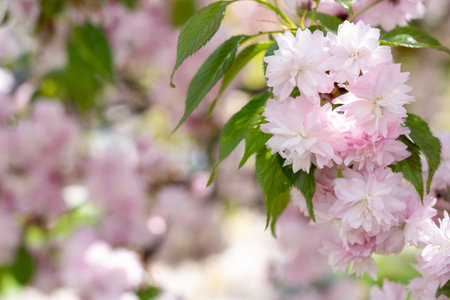 Delicate pink cherry blossoms bloom vibrantly in a garden, showing their beauty in the warm sunlight of spring. Fresh green leaves complement the flowers, creating a serene atmosphere.の写真素材