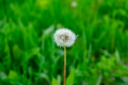 A solitary dandelion stands tall, its fluffy seed head glistening in the sunlight. The vibrant green grass provides a beautiful backdrop, enhancing its delicate beauty.の写真素材