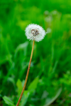 A single dandelion puff rises above the lush green grass, illuminated by sunlight. The delicate white seeds are ready to disperse in the gentle breeze of spring.の写真素材
