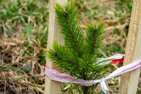 A young tree seedling is secured with a protective wrap in a garden setting. The surrounding area is filled with grass, indicating an effort to promote growth and environmental conservation.の写真素材