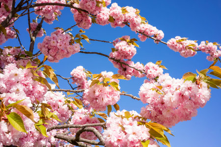 Pink cherry blossoms bloom vibrantly on branches, contrasting beautifully with the deep blue sky...