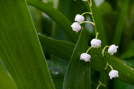 White lily of the valley flowers dangle gracefully amidst vibrant green leaves, showing their delicate beauty in a tranquil garden setting during springtime.の写真素材