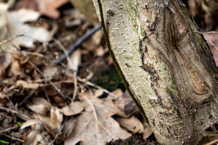 A detailed view of tree bark shows texture and patterns. Surrounding it are dry, fallen leaves...