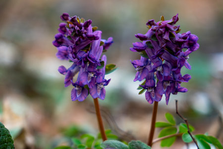 Two clusters of vibrant purple wildflowers stand tall amidst greenery, showing their delicate petals in a peaceful outdoor environment during springtime.の写真素材