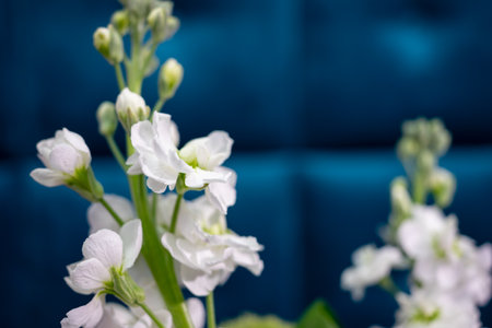Delicate white flowers showcase their elegance against a vibrant blue backdrop. The fresh blooms capture the essence of refinement and tranquility in the room.の写真素材