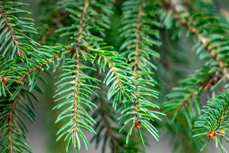 Green needles of evergreen tree branches are detailed in this close-up view, showing their vibrant color and texture during the daytime in a natural setting.の写真素材