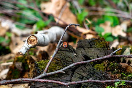 A close-up view of a weathered log with a mix of twigs and greenery. This setting captures the...
