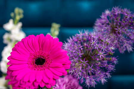 A bright arrangement of pink and purple flowers is showcased against a striking blue background. The floral display creates a lively and colorful atmosphere in the room.の写真素材