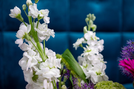 Delicate white flowers are showcased in a striking arrangement against a rich blue background. The...