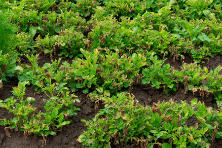 Lush green potato plants thrive in a cultivated field under bright summer sunlight, showing healthy growth and promising yield for local farmers working nearby.の写真素材