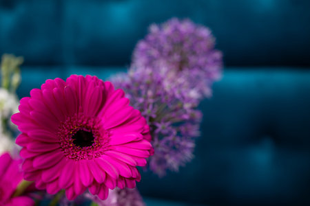 Vibrant pink gerbera daisies stand out in a floral arrangement with delicate purple blooms in a stylish setting, showing their colors against a soft blue background.の写真素材