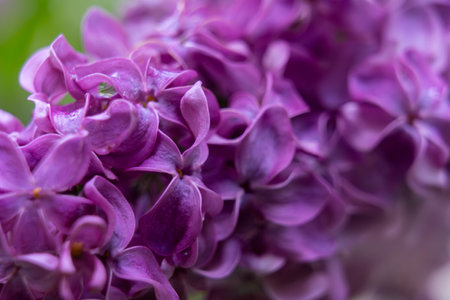 Bunches of vibrant purple lilac flowers are in full bloom in a garden. The sunlight highlights their delicate petals, creating a lush spring atmosphere filled with color and fragrance.の写真素材