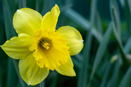A vibrant yellow daffodil showcases its delicate petals in a lush garden. The flower stands out against green foliage, signaling the beauty of spring's arrival.の写真素材