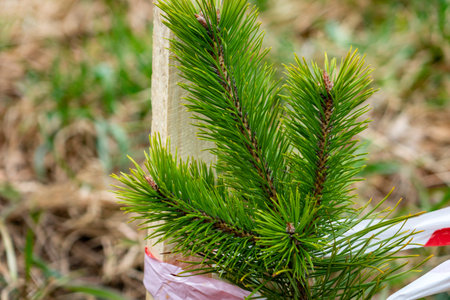 A young pine sapling with vibrant green needles is being supported by a stake. It is spring, and fresh growth is evident in the surrounding landscape.の写真素材