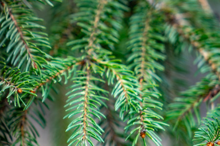 Vibrant green needles of an evergreen tree are displayed in intricate detail, capturing the texture...