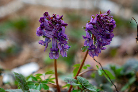 Two clusters of vibrant purple wildflowers stand tall in a natural setting. Green leaves surround...