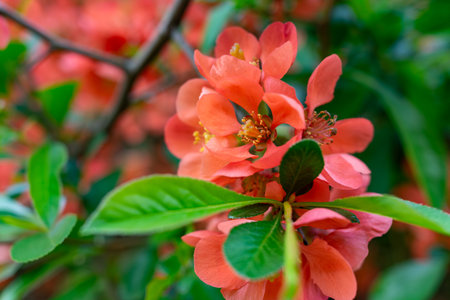 Coral flowers with delicate petals bloom amidst vibrant green leaves, creating a striking contrast in a spring garden. The lush foliage enhances the colorful display under bright light.の写真素材