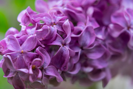 Vibrant purple lilac blossoms stand out in a lush garden during spring, capturing the essence of...