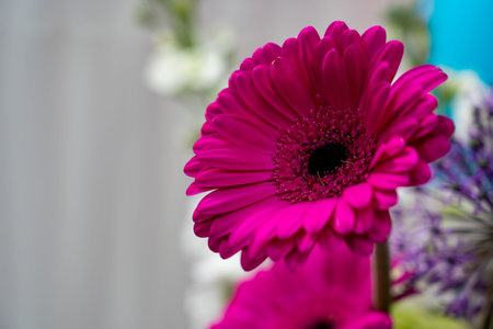 Bright pink gerbera daisies stand out in a colorful floral arrangement, creating a cheerful...