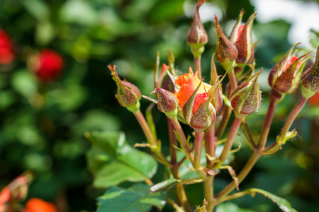 A cluster of rose buds and blooms showcases shades of orange and red, surrounded by lush green leaves under the warm sun. The garden is vibrant and full of life.の写真素材