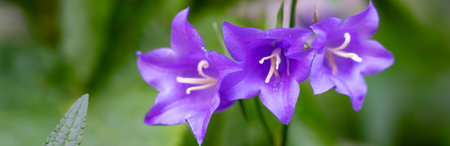 Three delicate purple flowers stand out among green foliage, showing their intricate shapes and vibrant colors. Sunlight enhances the beauty of this springtime garden.の写真素材