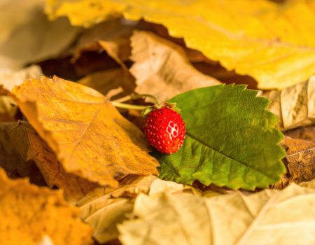 A vibrant red berry sits on a bed of dried autumn leaves, showing the contrast between its rich color and the warm tones of fall foliage. Nature's beauty is evident in this tranquil scene.の素材