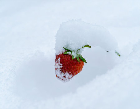 A bright red strawberry is partially buried in white snow, illustrating the stark contrast between summer fruit and a winter setting. Nature's beauty is captured in this unusual scenario.の素材
