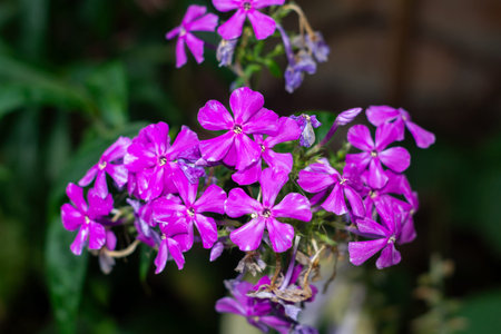 A group of vivid pink flowers showcases their beauty in a garden setting. Surrounded by green...