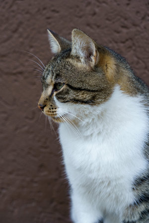 A striped tabby cat with white fur is intensely observing something off to the side.