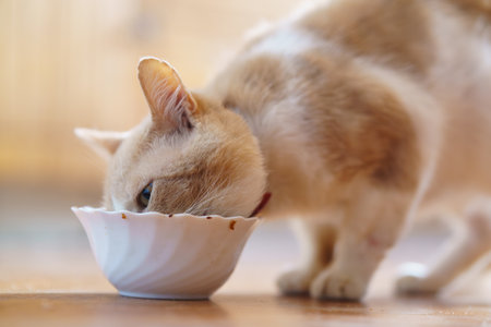 A light-colored cat eats from a small bowl placed on a wooden surface in a cozy room filled with warm sunlight.の写真素材