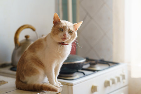 A ginger and white cat sits on the kitchen counter looking around. Sunlight streams in, creating a warm atmosphere.の写真素材