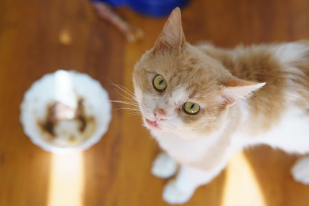 A curious cat with orange and white fur gazes upwards while standing on a wooden floor. Nearby, an empty food bowl shows signs of recent use.の写真素材
