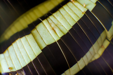 Bright green eggplant is neatly sliced, revealing a striking pattern of colors and texture. Natural light highlights the unique details.の写真素材