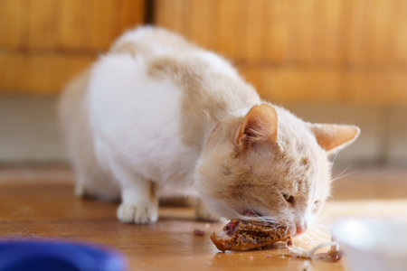 Cat eats food on the wooden floor in a kitchen during daytimeの写真素材