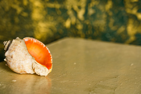 A shell with a bright inner surface sits on a flat surface in a room. The background has a textured design.の写真素材