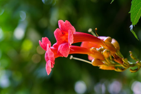 Bright flowers bloom on a green vine in a sunny garden. Bees can be seen visiting the blossoms in...
