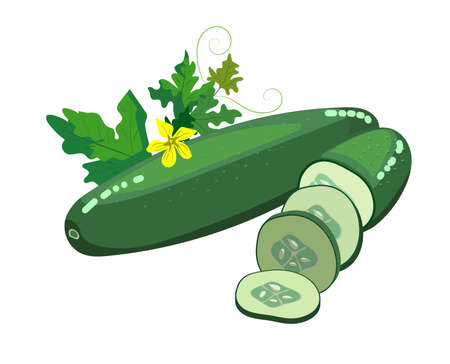 Vector illustration of green fresh cucumber isolated on white background with leaves and flowersのイラスト素材