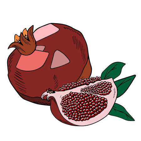 Vector pomegranates, whole and sliced with leaves, doodle style on white backgroundのイラスト素材