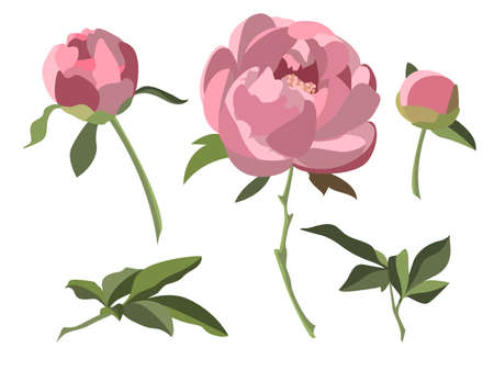 Pink peonies isolated on white background. Vector set with flowers, buds and leavesのイラスト素材