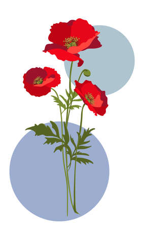 Vector illustration of red poppies bouquet with leaves and stems. Isolated on white backgroundのイラスト素材