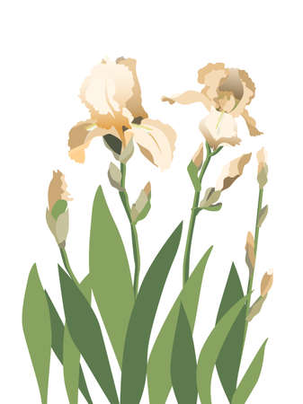 Composition of yellow iris flowers isolated on white backgroundのイラスト素材