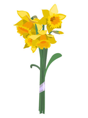 Bouqoet of yellow daffodil flowers, isolated on white backgroundのイラスト素材